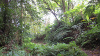 Mount Makiling Forest Reserve - Main Trail